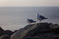 Mouettes en bord de mer