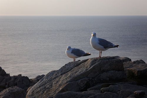 Seagulls by the sea