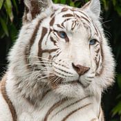 Wildlife Designs Profile picture