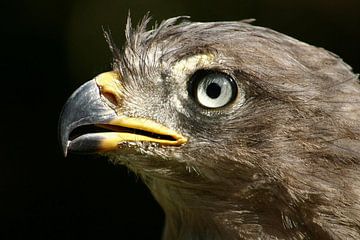 Raubvogel von Jeroen Bosgra