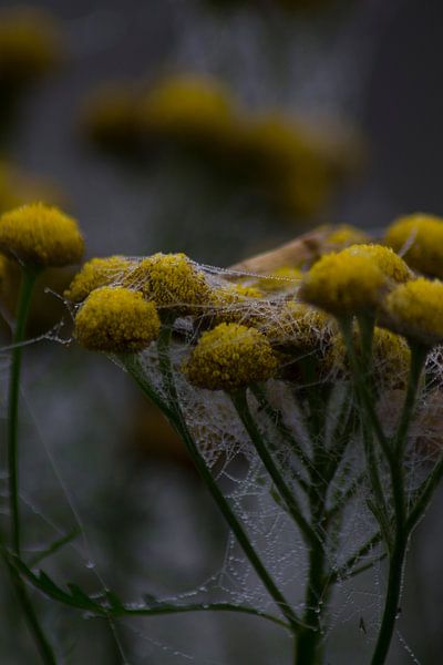 Autumn is coming by Mirjam van der Sluijs
