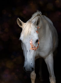 A grey horse with gold leaf – an artistic equine portrait in rose gold by Laura Georgi Tier- und Ladschaftsfotografie
