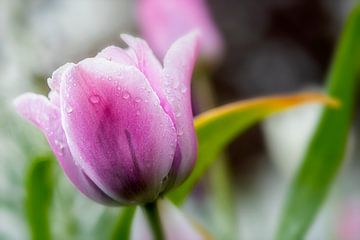 Tulpe - Rosa von Marly De Kok