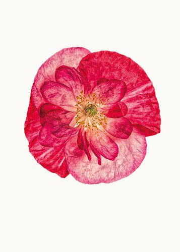 Rariteitenkabinet_Klaproos_02