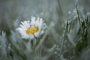 Wintergänseblümchen