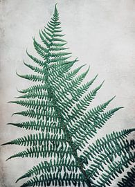 Fern at my front door 2 by Western Exposure