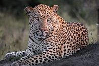 Matshidi by Jeroen van Rooijen thumbnail