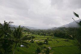 "Green Rice Fields in Sidemen, Bali - Tropical Views of the Countryside" by Demi Visser