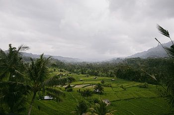 "Green Rice Fields in Sidemen, Bali - Tropical Views of the Countryside"