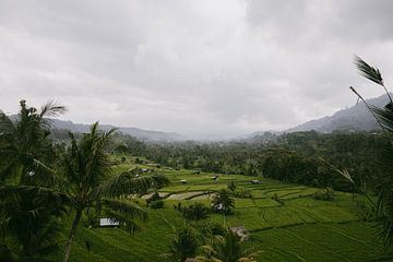 "Green Rice Fields in Sidemen, Bali - Tropical Views of the Countryside" by Demi Visser