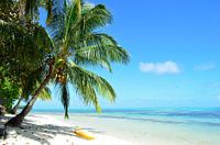Palme und ein tropischer weißer Sandstrand