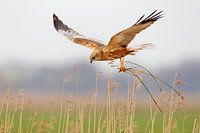 Western Marsh Harrier