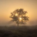 Early in the morning on the moors by Ton Drijfhamer thumbnail