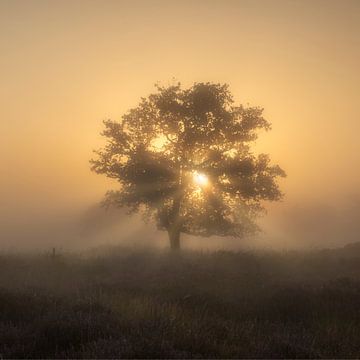 Early in the morning on the moors by Ton Drijfhamer