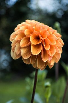 Blühende Dahlien im Sommer von Clazien Boot