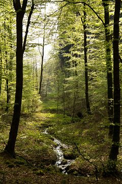 La forêt au Luxembourg sur Ewan Mol