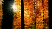 Zonnig Liesbos