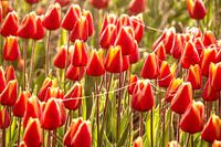 Tulip yellow with red
