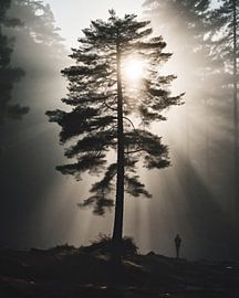 Sonnenaufgang im Wald