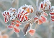 Kleur me van Trudy M. Simons-Pos thumbnail
