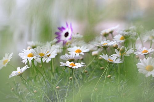Margeriten Leucanthemum vulgare