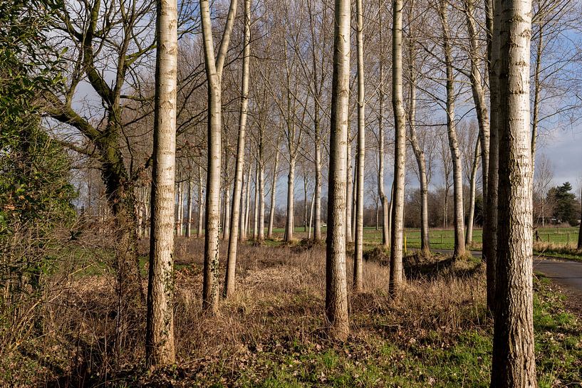 Poplars on the road side, on a bright day in winter. by Lieke van Grinsven van Aarle