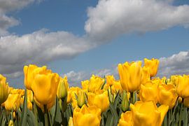 yellow tulip field with a blue sky and clouds by W J Kok