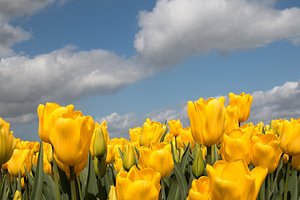 gelbes Tulpenfeld mit blauem Himmel und Wolken