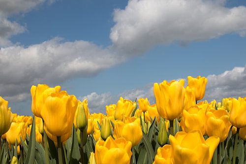 geel tulpenveld met een blauwe lucht en wolken