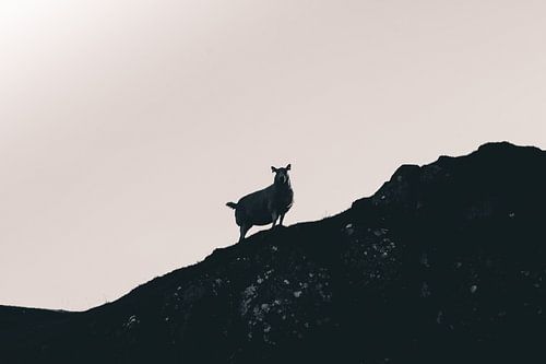 De schapen van de Schotse Hooglanden. Silhouetten Panorama