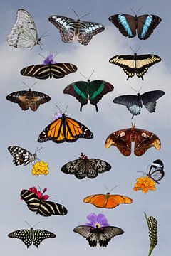 Collage von tropischen Schmetterlingen auf blauem Himmel von W J Kok