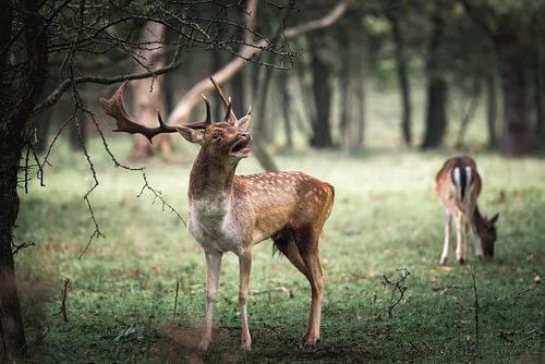 Burlende hert met groot gewei in de Duinen - damhert