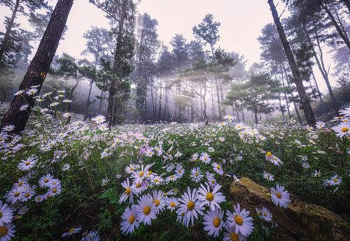 Siberian Chrysanthemum Habitat