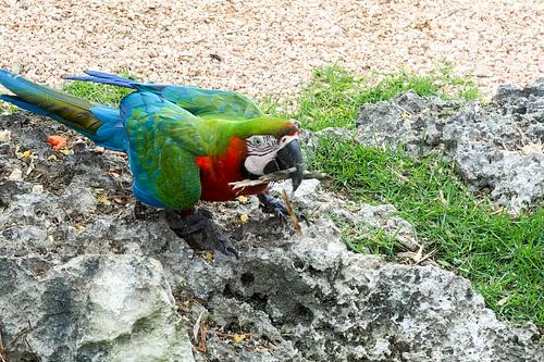 Kleurrijk tropisch wild - levende papegaaien, pauwen en apen in een weelderige jungle.
