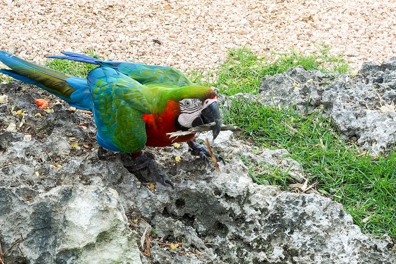 Une faune tropicale haute en couleur - des perroquets vivants, des paons et des singes dans un décor de jungle luxuriante. par Miriam Schwarzfischer Fotografie