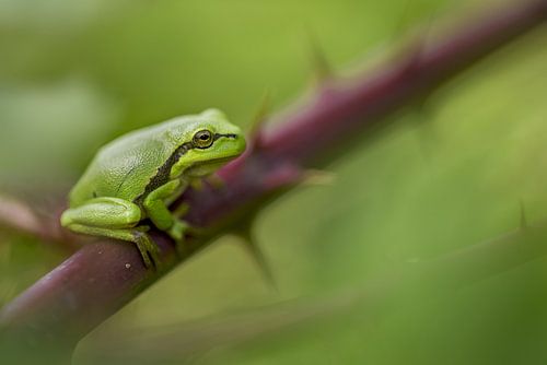 Boomkikker op bramentak