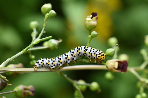 Rups van de Helmkruidvlinder