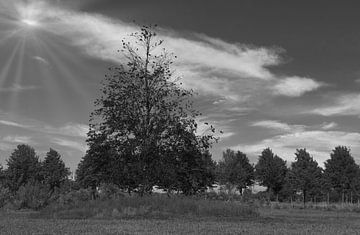 Bomen in zwart wit van Jose Lok