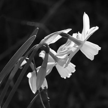 Weiße Narzisse blumen monochrom von Imladris Images