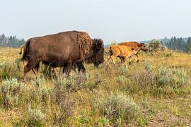 Yellowstone National Park by Studio Retouched fotoshop