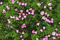 Flowers in the moss by Mickéle Godderis thumbnail