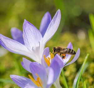 Biene fliegt zu einer lila Krokus Blüte von ManfredFotos