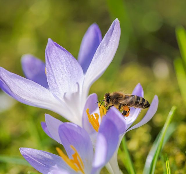 Une abeille vole vers une fleur de crocus violet par ManfredFotos