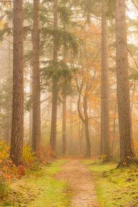 Weg durch eine neblige Kiefernlandschaft