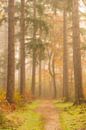 Pad door een mistig dennenbos tijdens een mooie herfstochtend van Sjoerd van der Wal Fotografie thumbnail