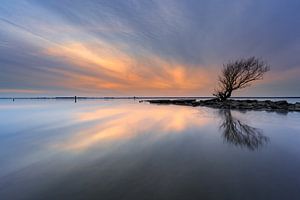 Kleiner Baum im See von Björn van den Berg