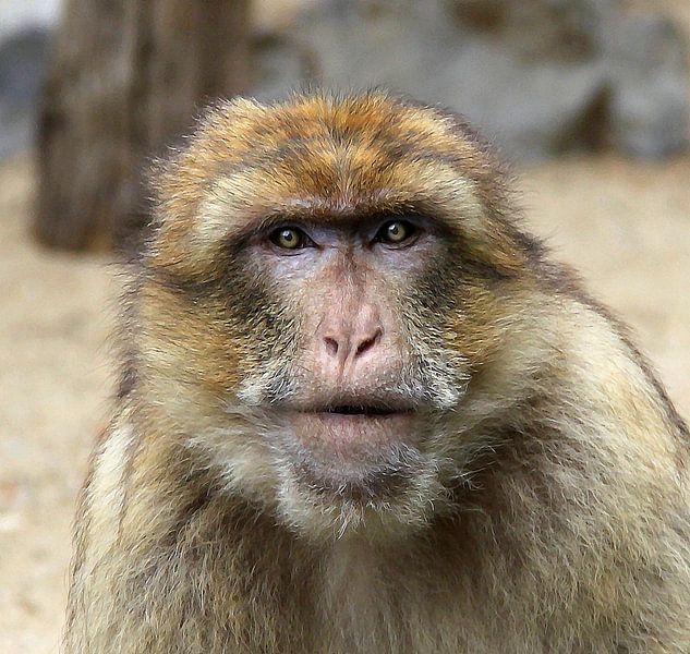 Singe berbère en effet d'aquarelle par Jose Lok