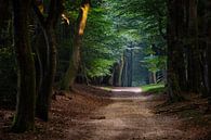 Peaceful pathway by Tvurk Photography thumbnail