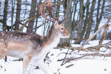 Damhert met gewei in de sneeuw van Anne Zwagers