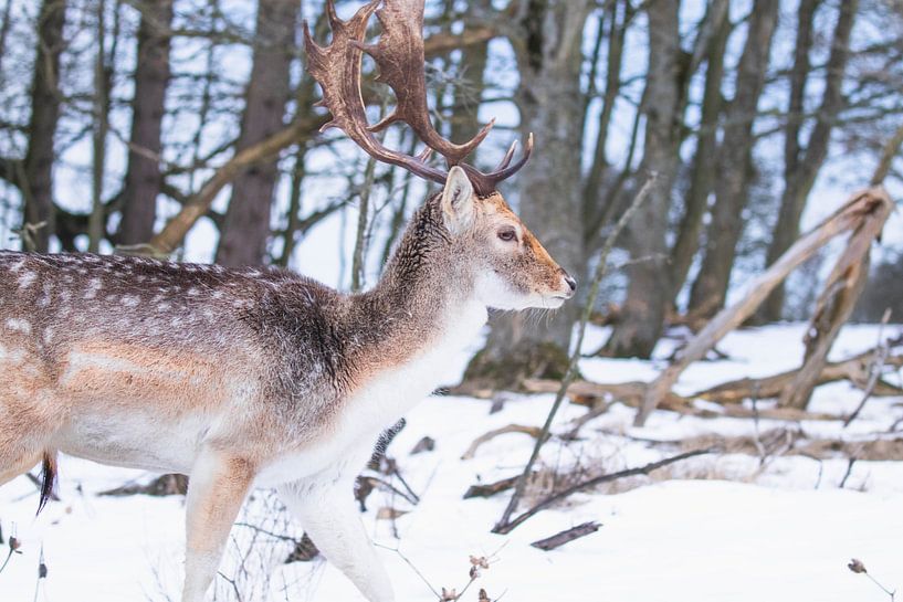 Fallow deer with antlers in the snow by Anne Zwagers
